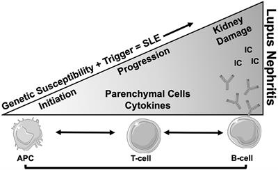 Iron Metabolism: An Under Investigated Driver of Renal Pathology in Lupus Nephritis